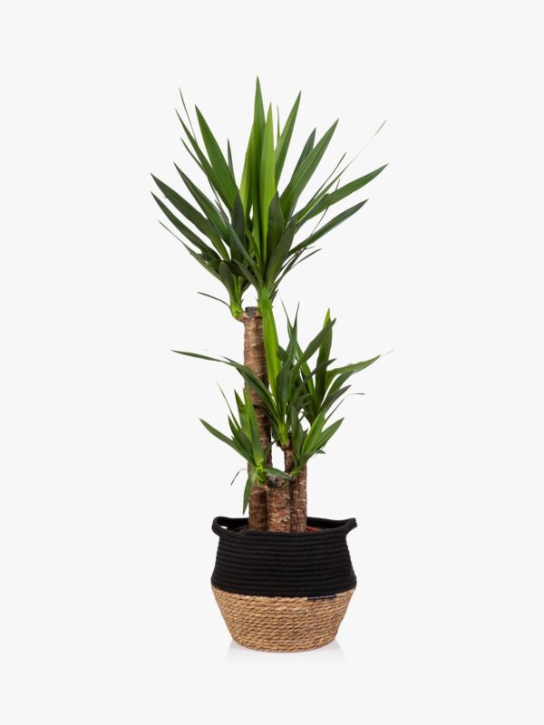 The Little Botanical Extra Large Yucca Plant & Basket